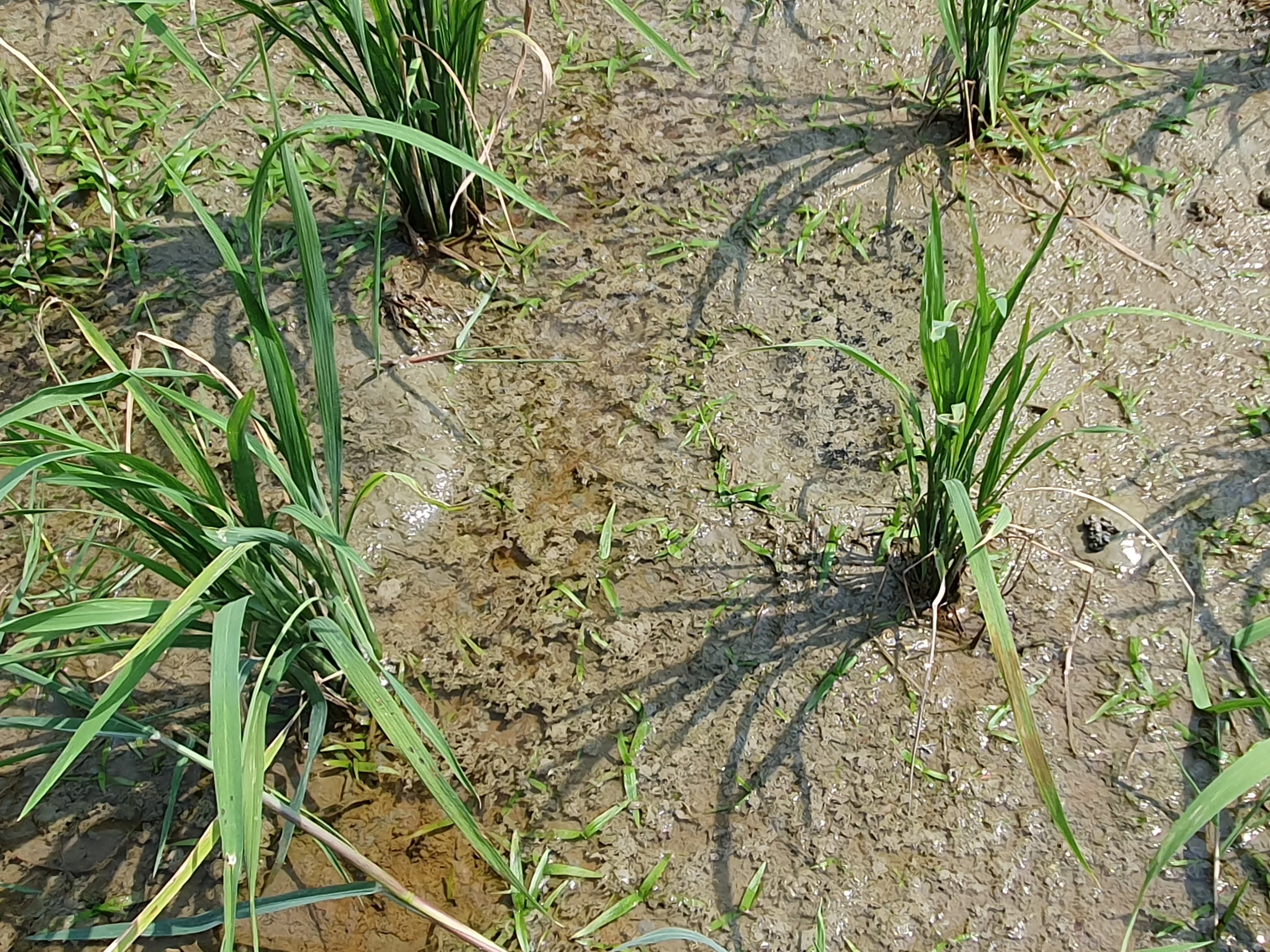 Iron toxicity in a rice field, Bangladesh