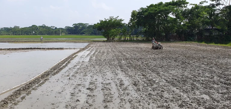 Mechanization in rice production, Bangladesh