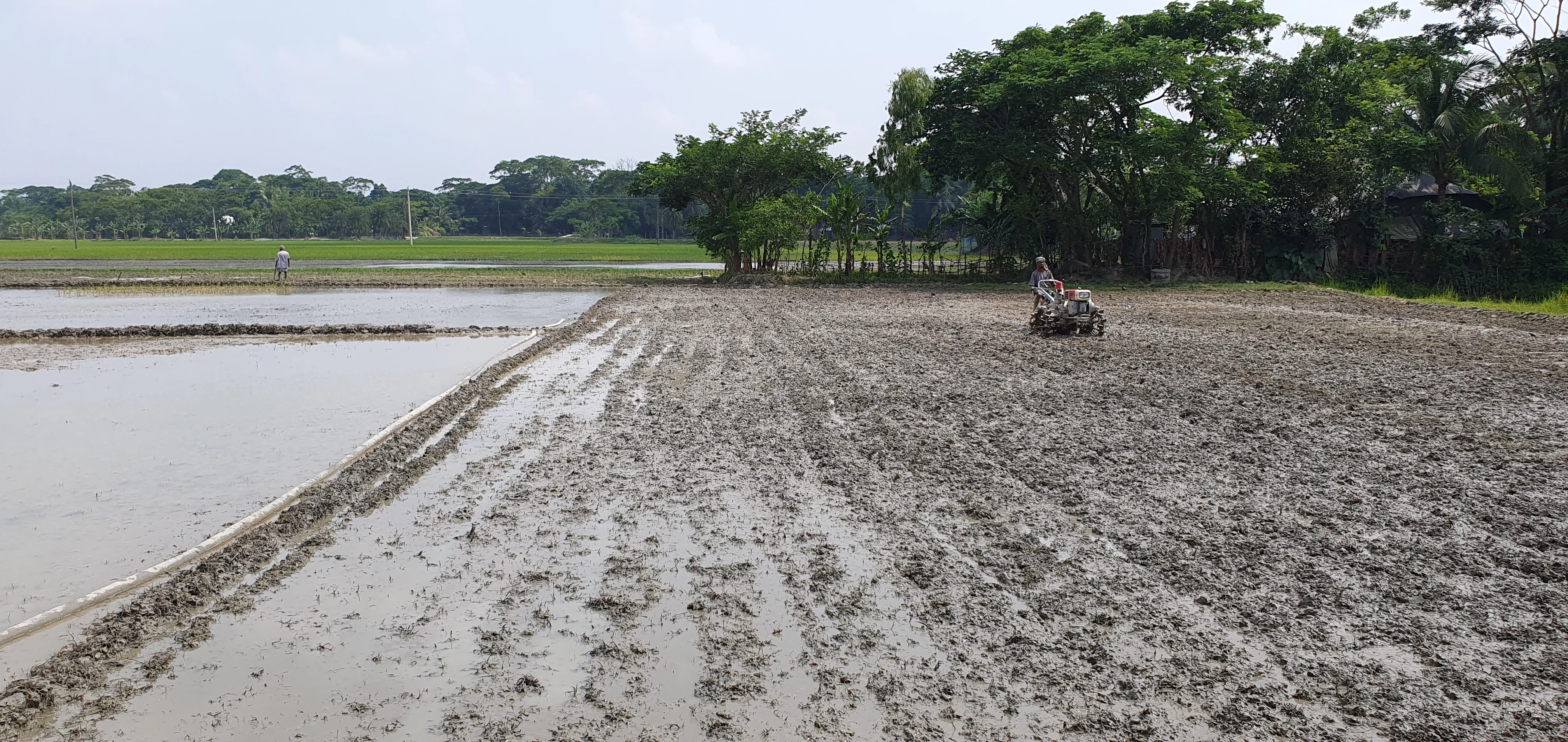 Mechanization in rice production, Bangladesh