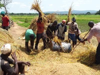 Rice threshing in Burkina Faso