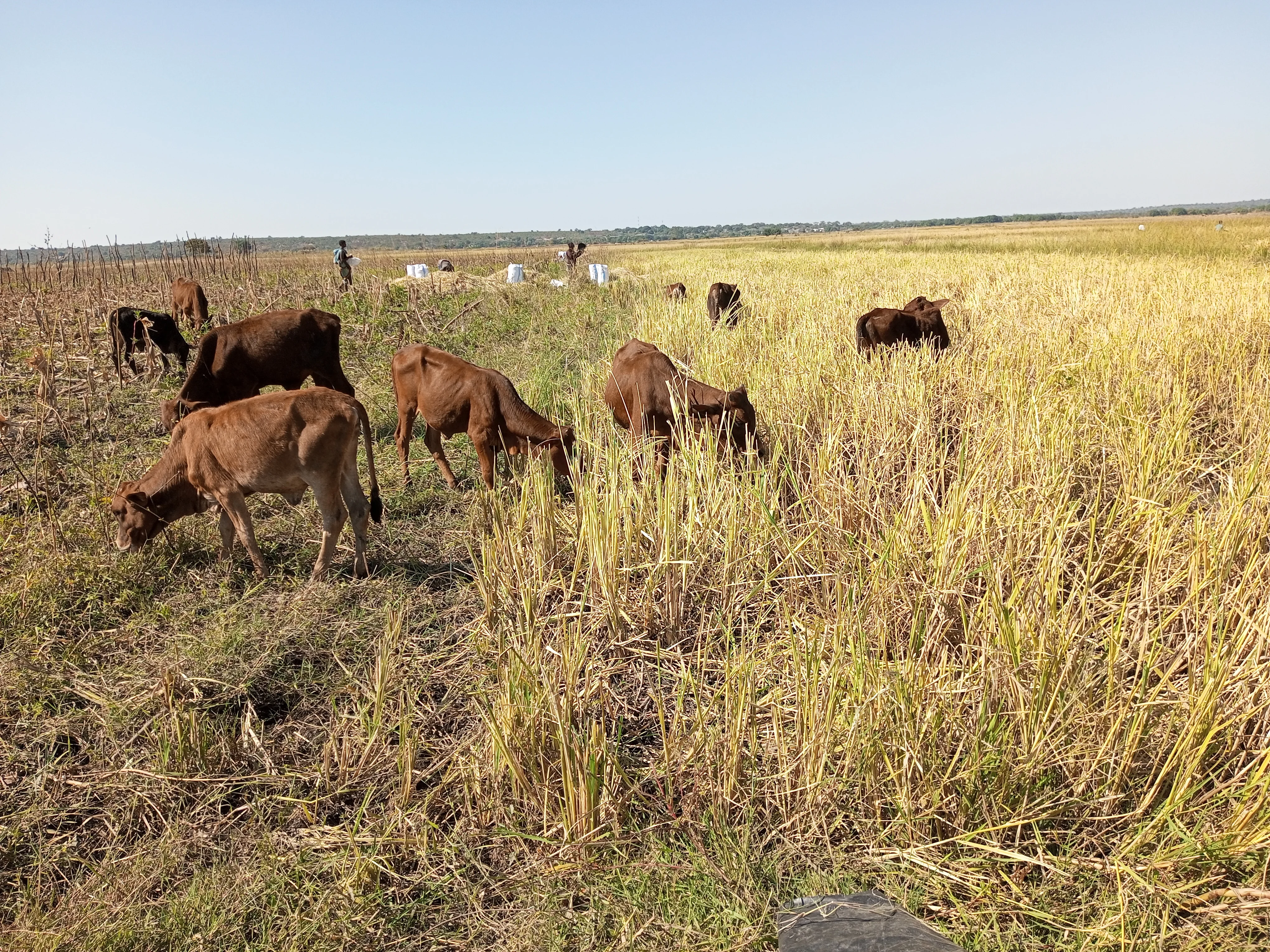 Post harvest grazing in Zambia