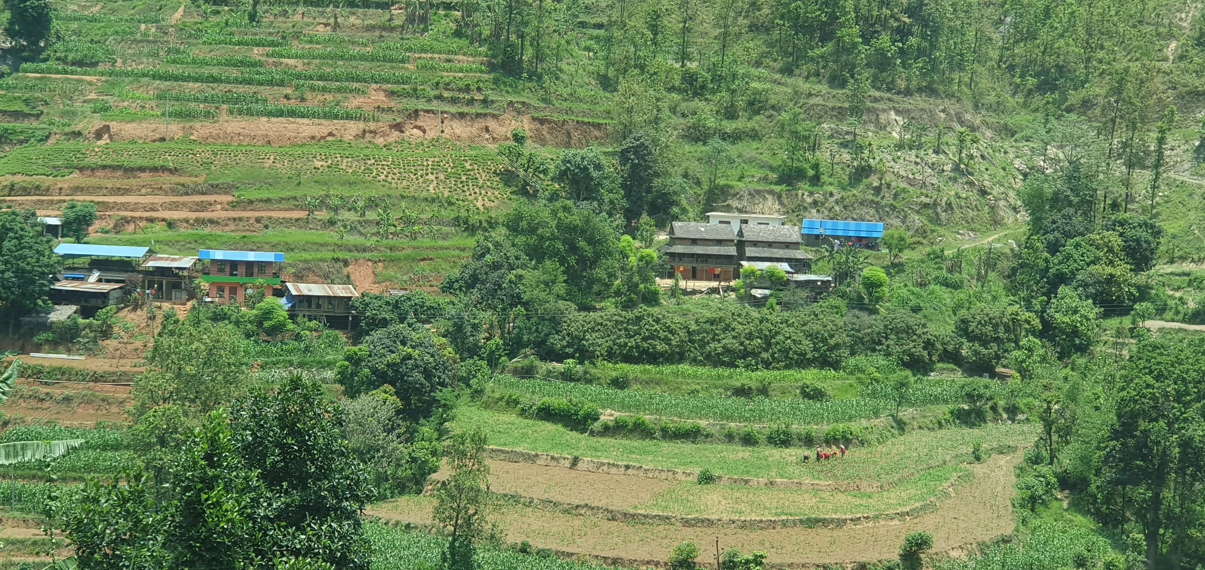 Midhill cropping system in the dry season in Nepal