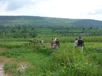 Wetland cultivation in Rwanda