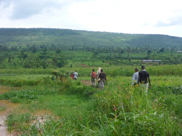 Wetland cultivation in Rwanda