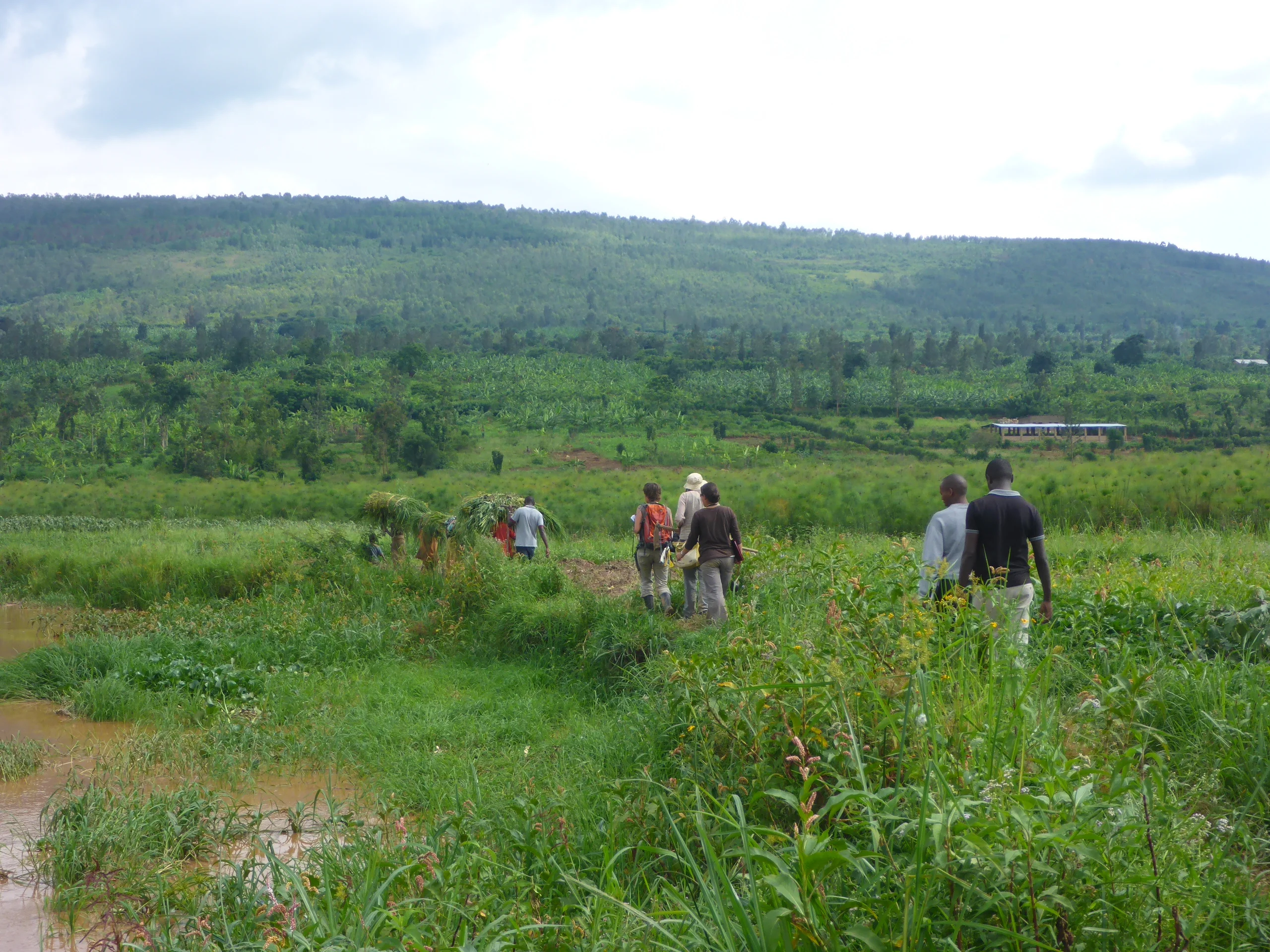 Wetland cultivation in Rwanda