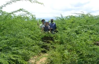 Prosopis invasion of former pasture land in Baringo, Kenya