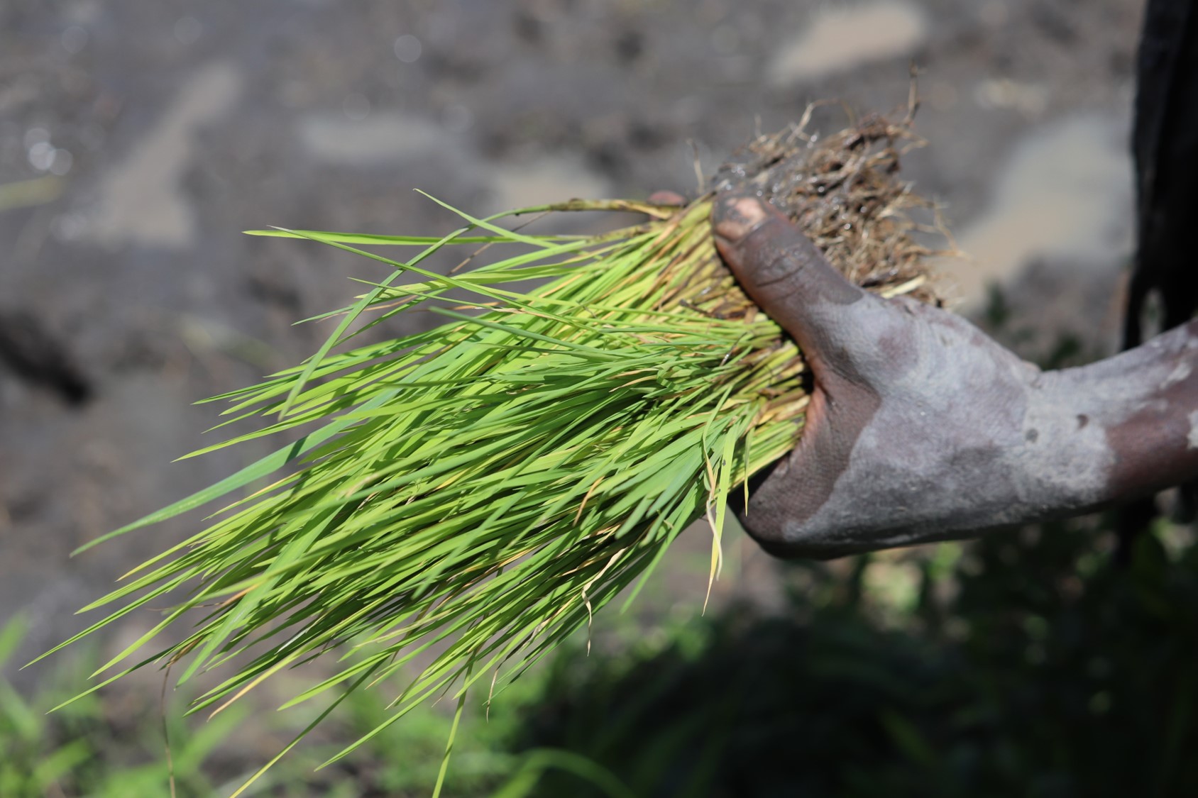 Rice seedling for transplanting in Tanzania