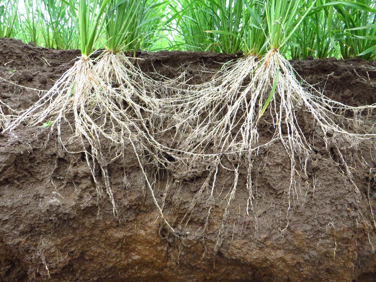 Excavating rice root systems in the field.
