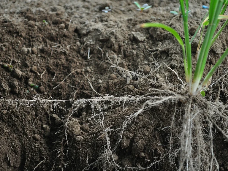 Wurzelentwicklung