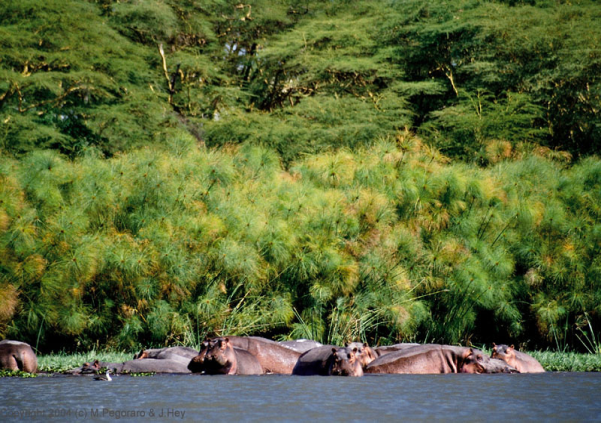 Biodiversity in an undisturbed wetland in Kenya