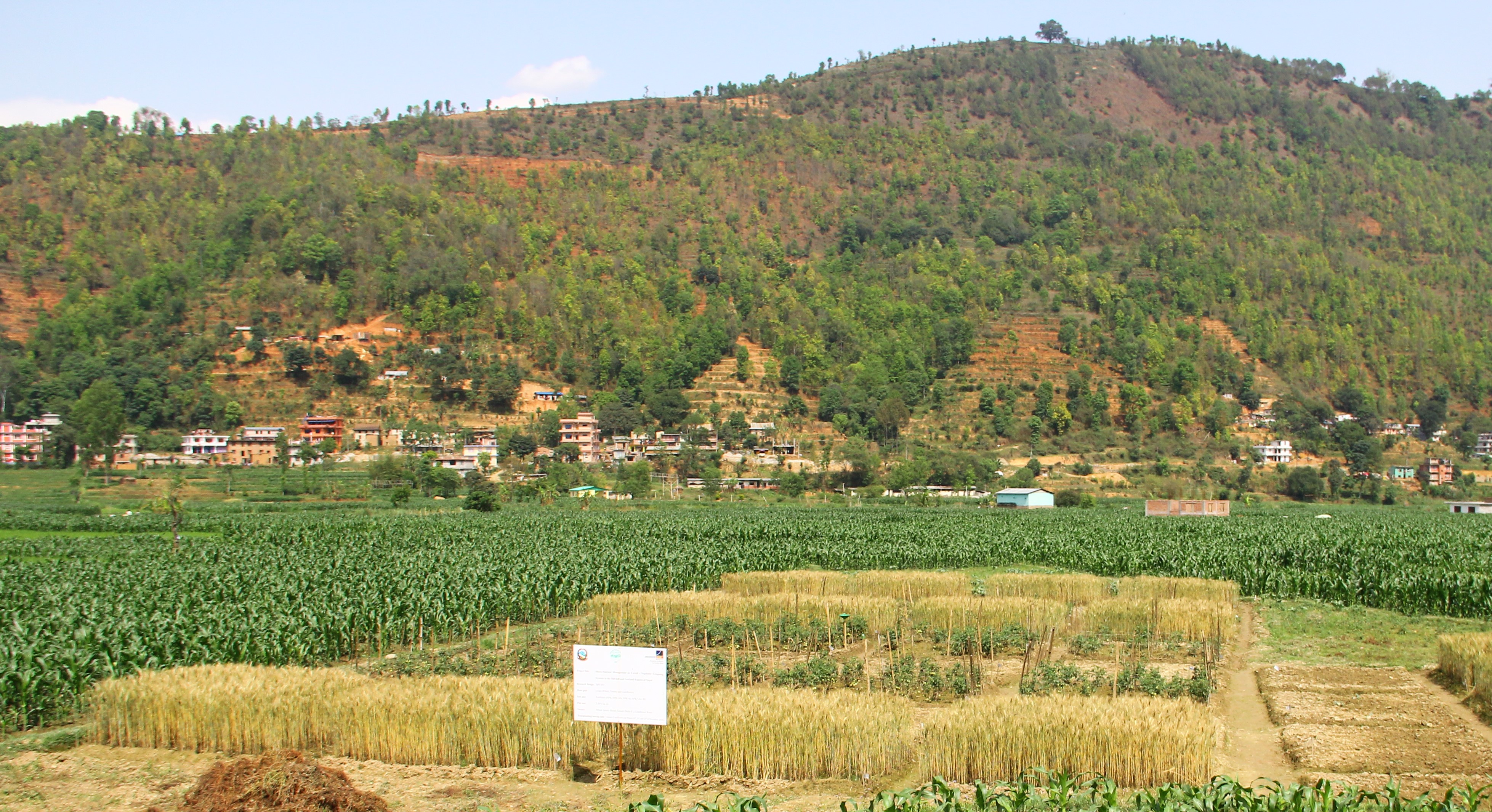 Field site for Zn and B deficiency trials in Nepal