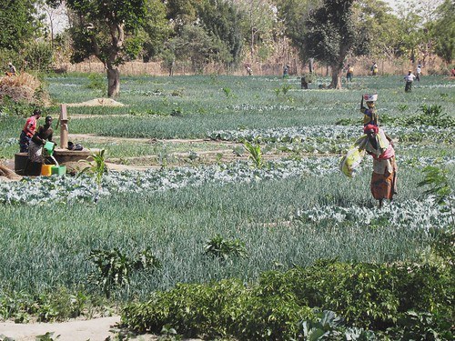 Dry season vegetable cultivation in wetlands of Burkina Faso