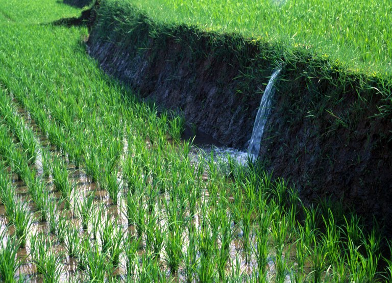 Rice terrases in the Philippines
