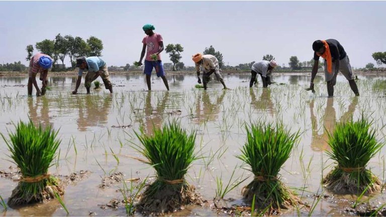 Rice transplanting in Burkina Faso
