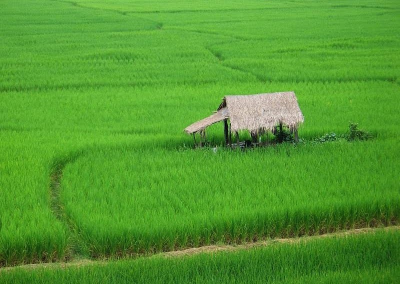Rice field in Tanzania