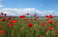 Mohn Ackerrandstreifen1 33.jpg