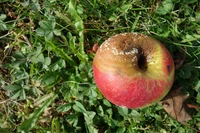 Apfel_Monilia laxa.JPG