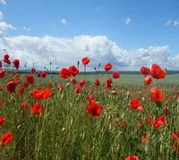 Mohn Ackerrandstreifen1 3.jpg