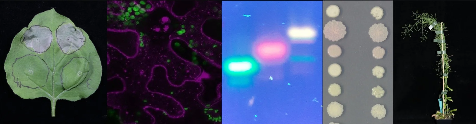 Panel Zusammenstellung 3.jpg