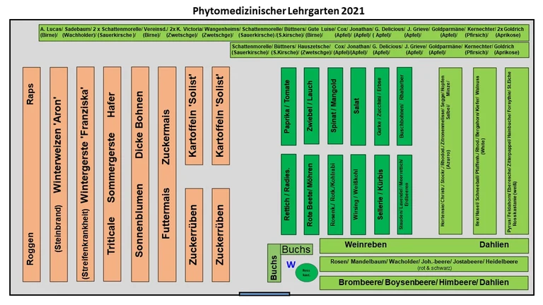 Phytomedizinischer Lehrgarten