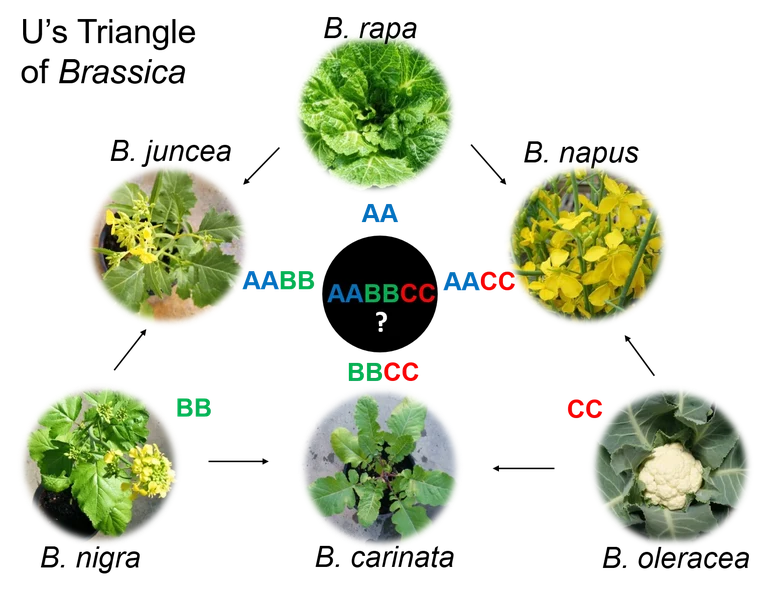 Fig 1 U Triangle.png