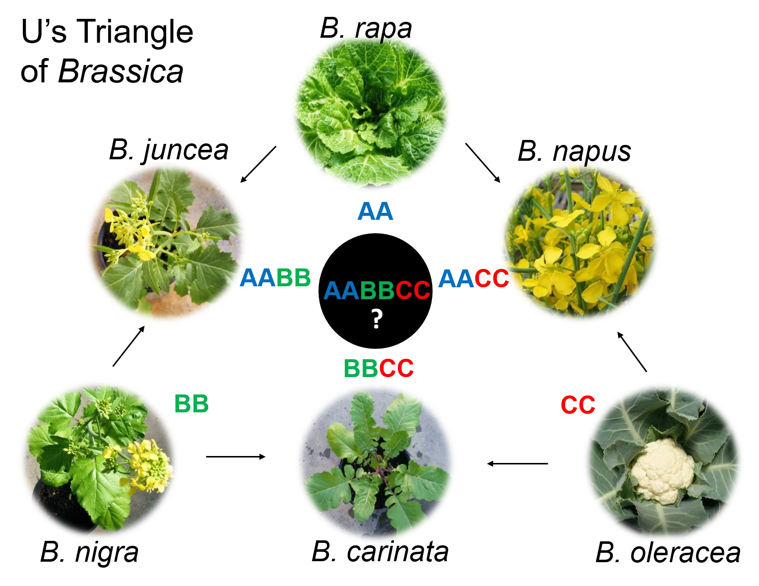 Fig 1 U Triangle.png