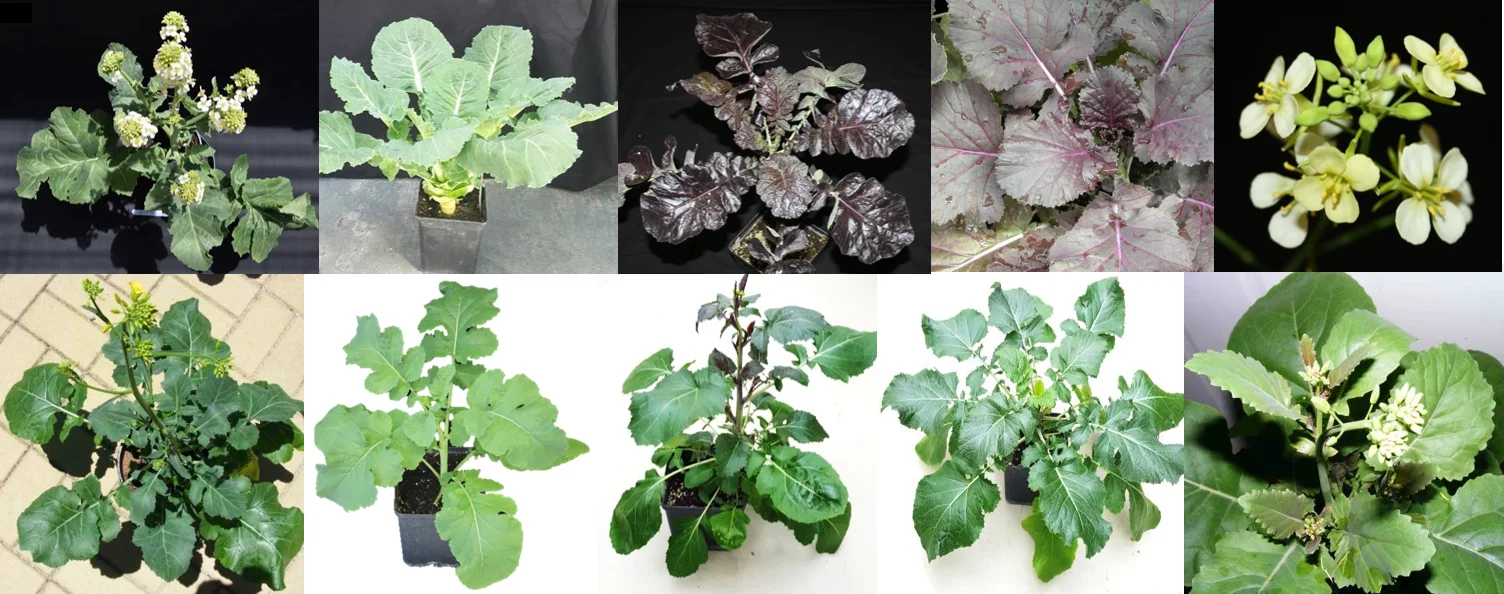 Fig 2 Plants.png