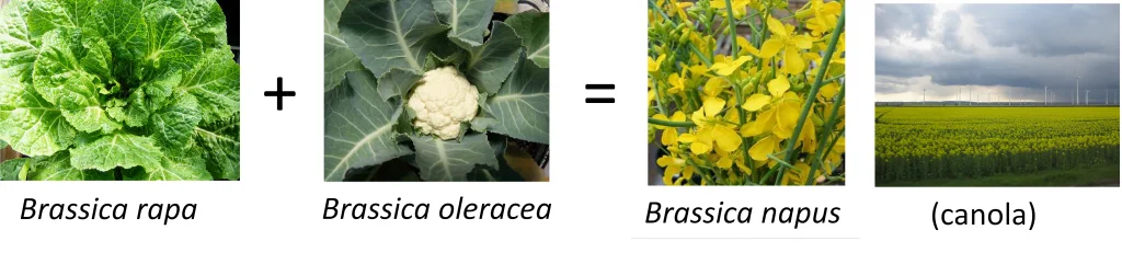 Fig 3 Canola from Cabbage.png