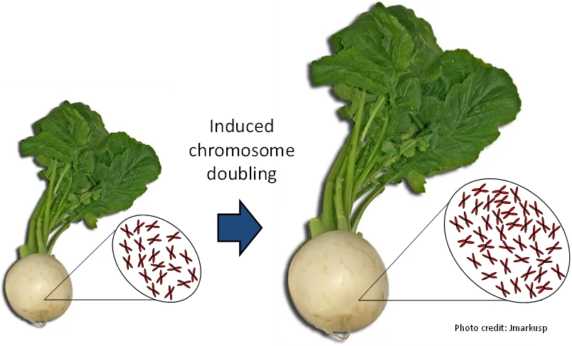 Fig 4 Tetra Turnips.png