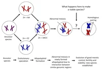 Fig 6 Allopolyploid Evolution modified.png