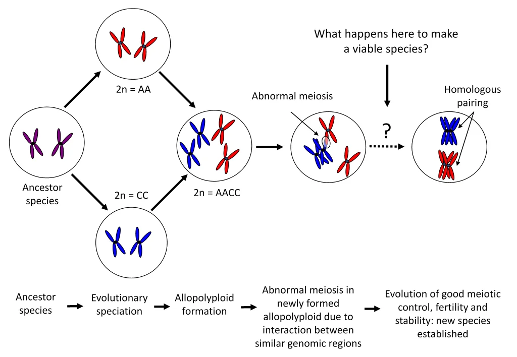Fig 6 Allopolyploid Evolution modified.png