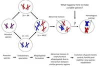 Fig 6 Allopolyploid Evolution.png