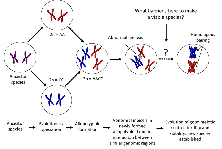 Fig 6 Allopolyploid Evolution.png