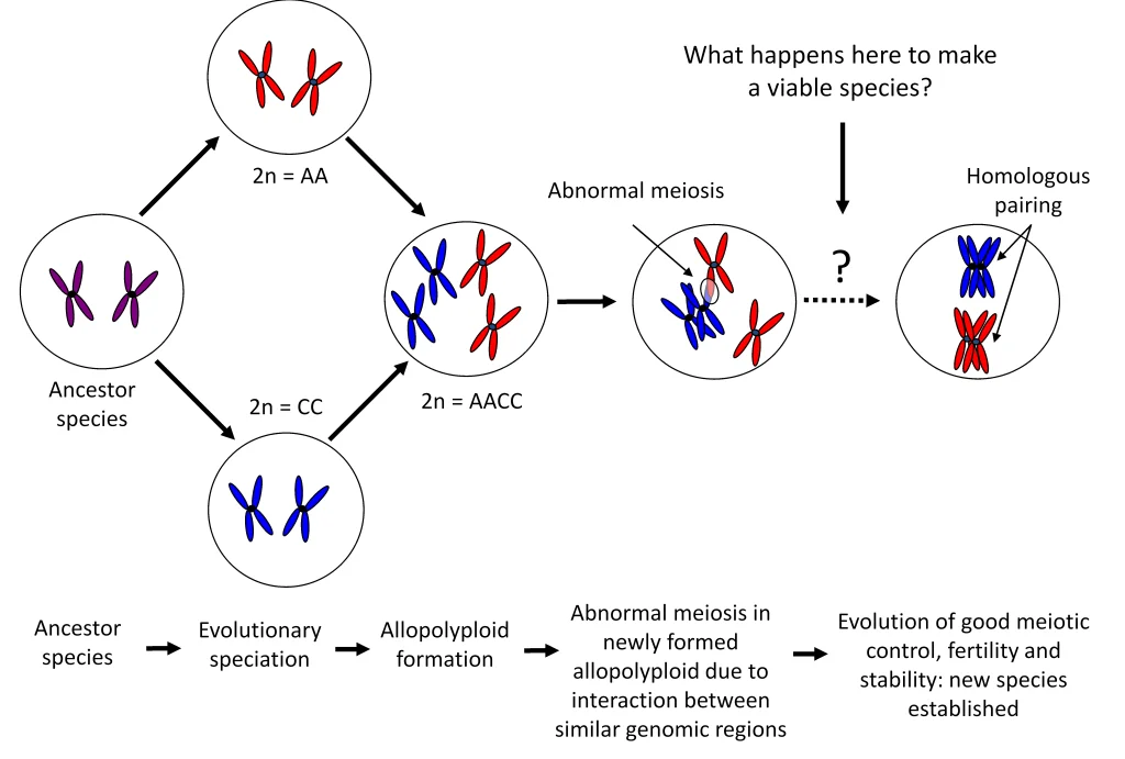 Fig 6 Allopolyploid Evolution.png