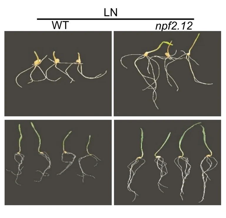 Fig 7 NPF2.12 Phenotype.jpeg