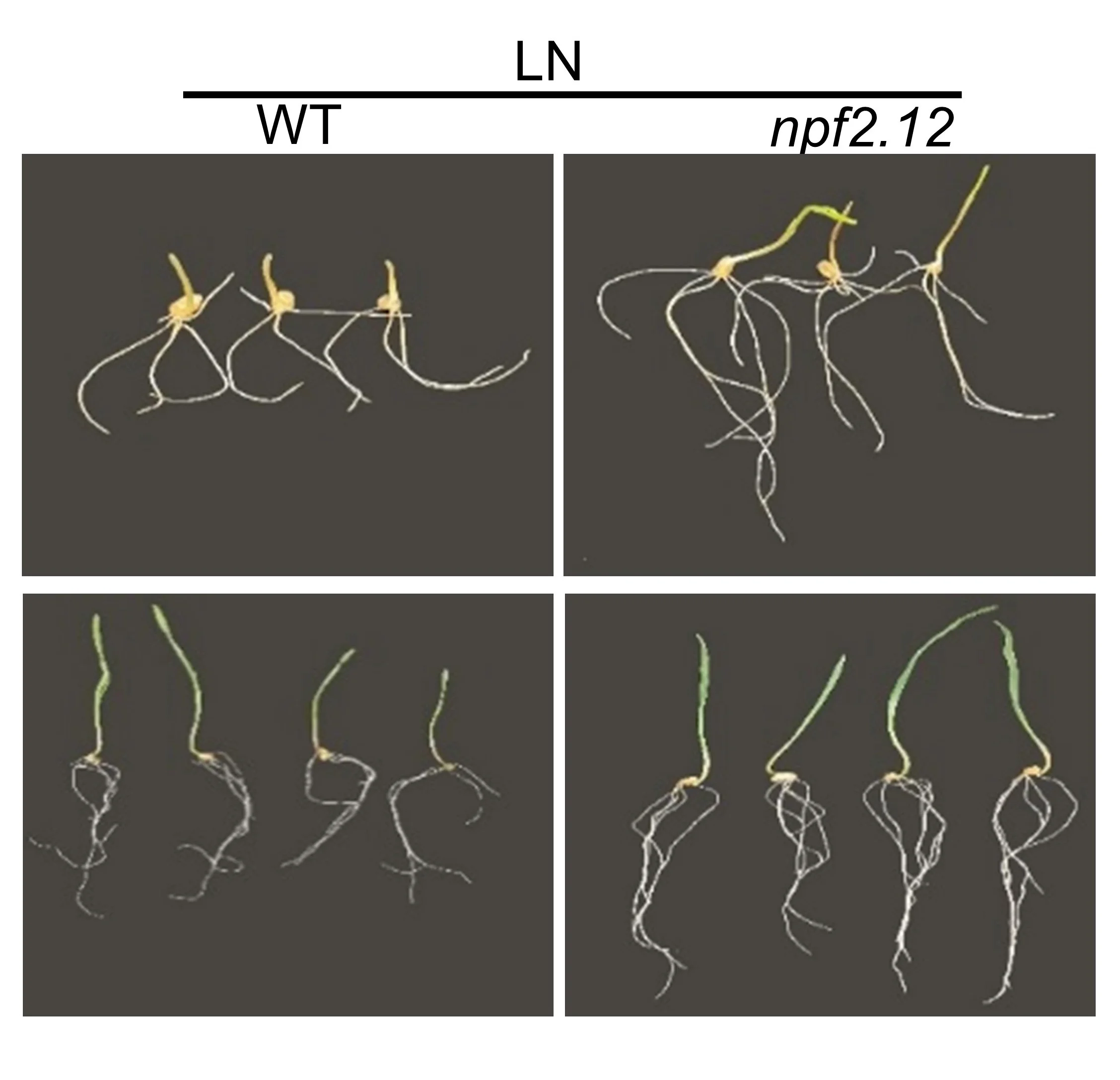 Fig 7 NPF2.12 Phenotype.jpeg