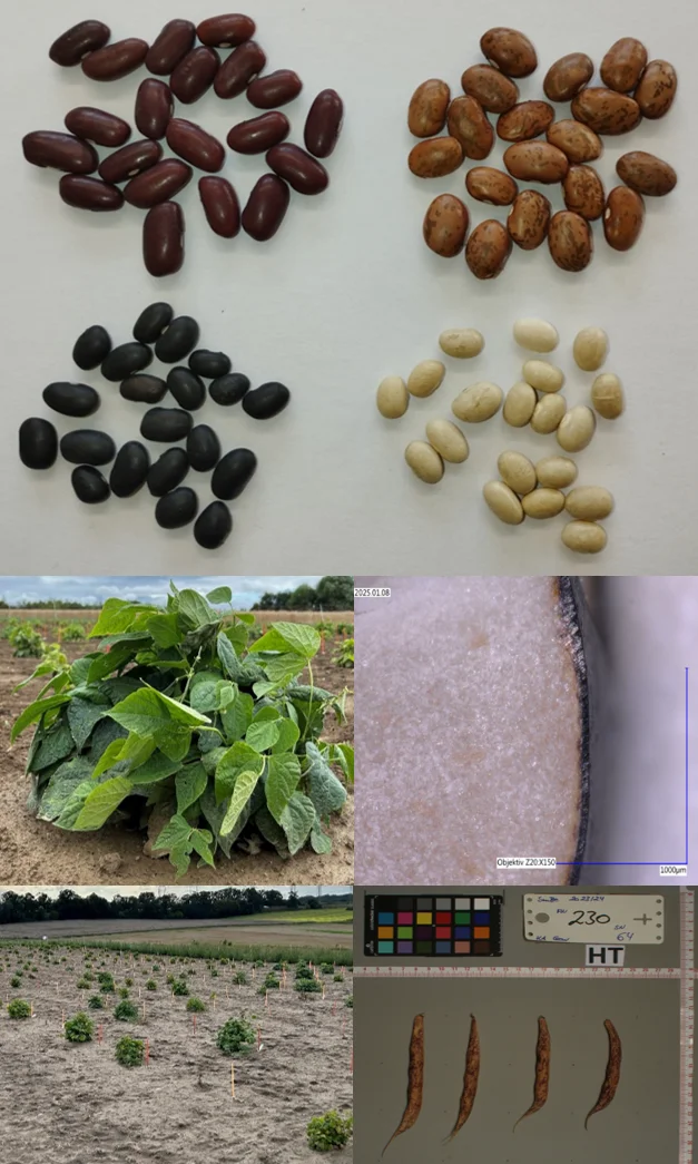 Fig 9 SmartBeans.png