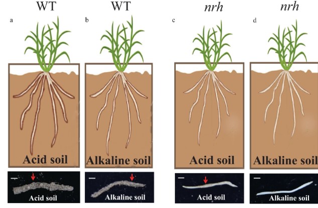Auxin-producing bacteria promote barley rhizosheath formation