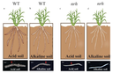 Microbiota is important for rhizosheath formation in acid or alkaline soil under moderate soil drying