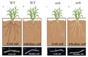 Microbiota is important for rhizosheath formation in acid or alkaline soil under moderate soil drying