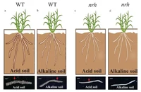 Microbiota is important for rhizosheath formation in acid or alkaline soil under moderate soil drying