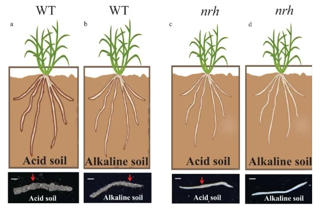 Microbiota is important for rhizosheath formation in acid or alkaline soil under moderate soil drying