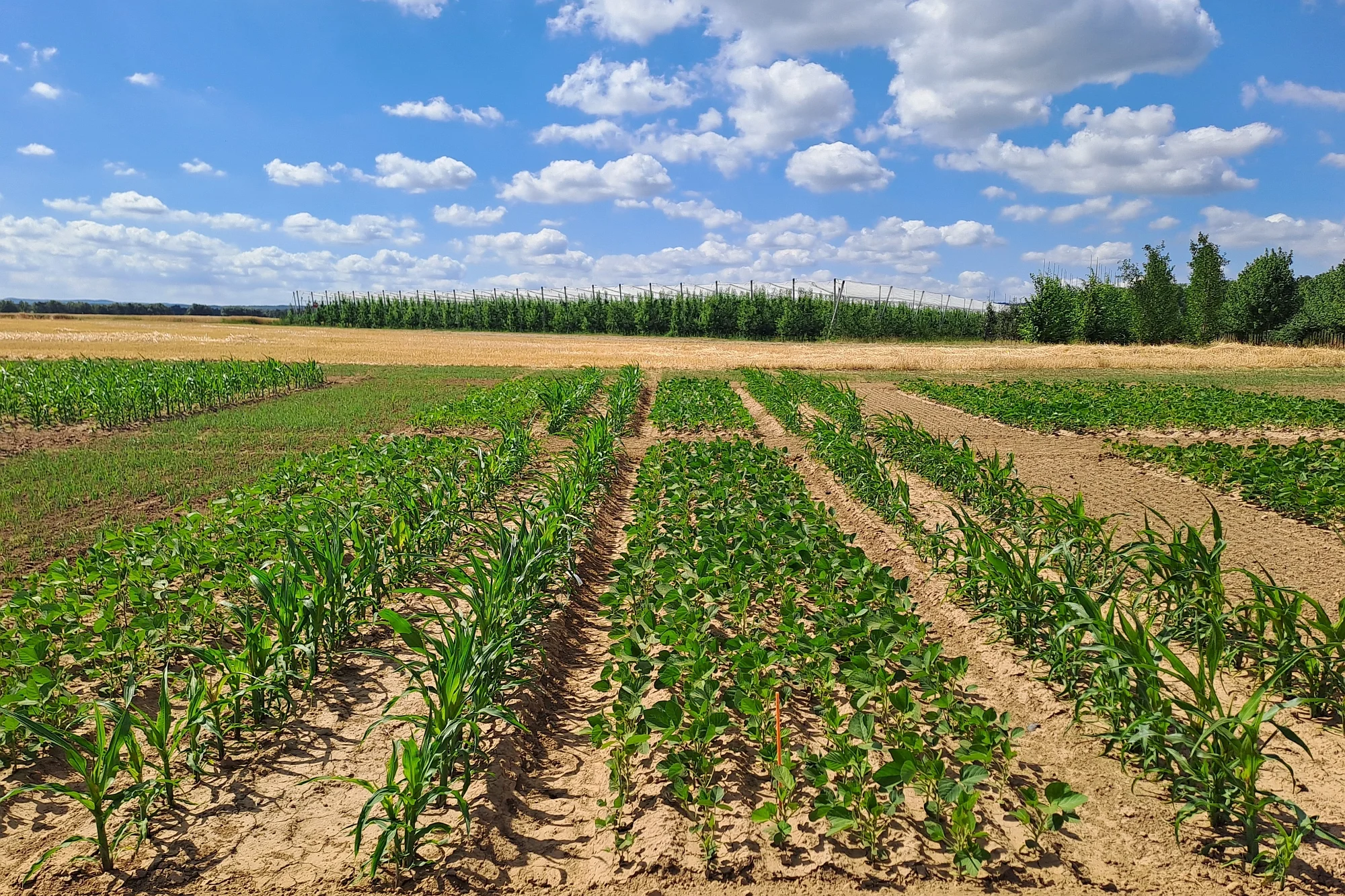 Intercropping soy maize